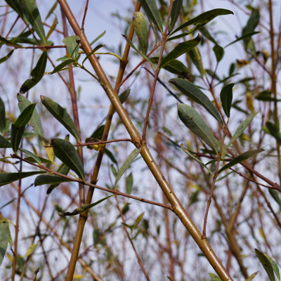 Salix purpurea (7)
